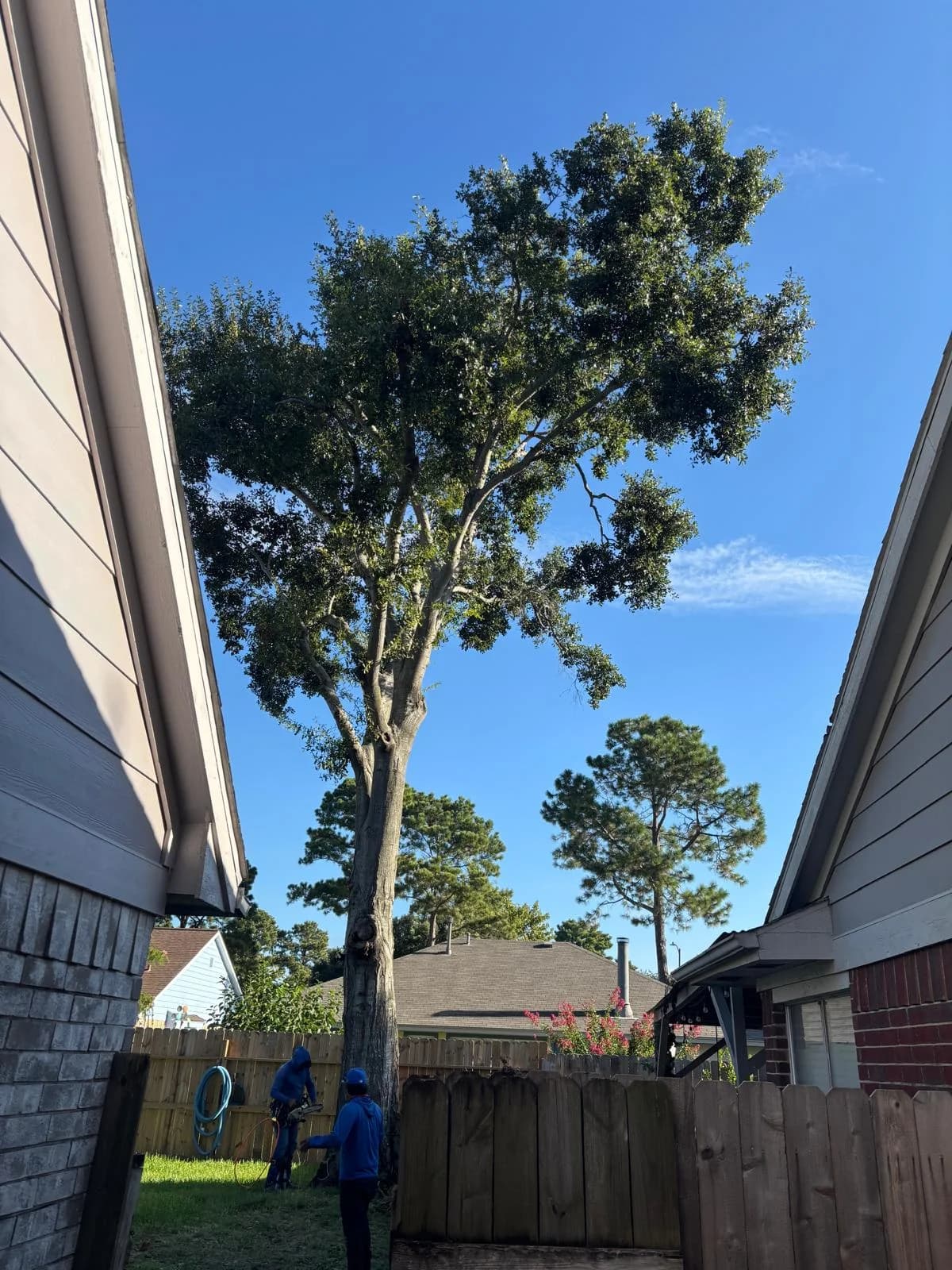 Tree removal step 1
