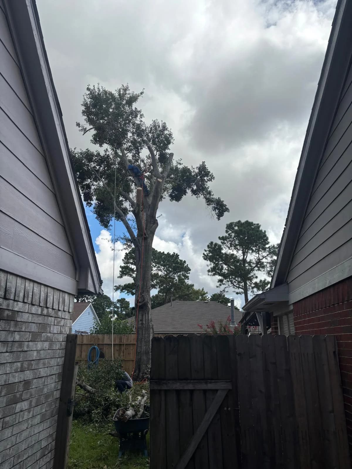 Tree removal step 2