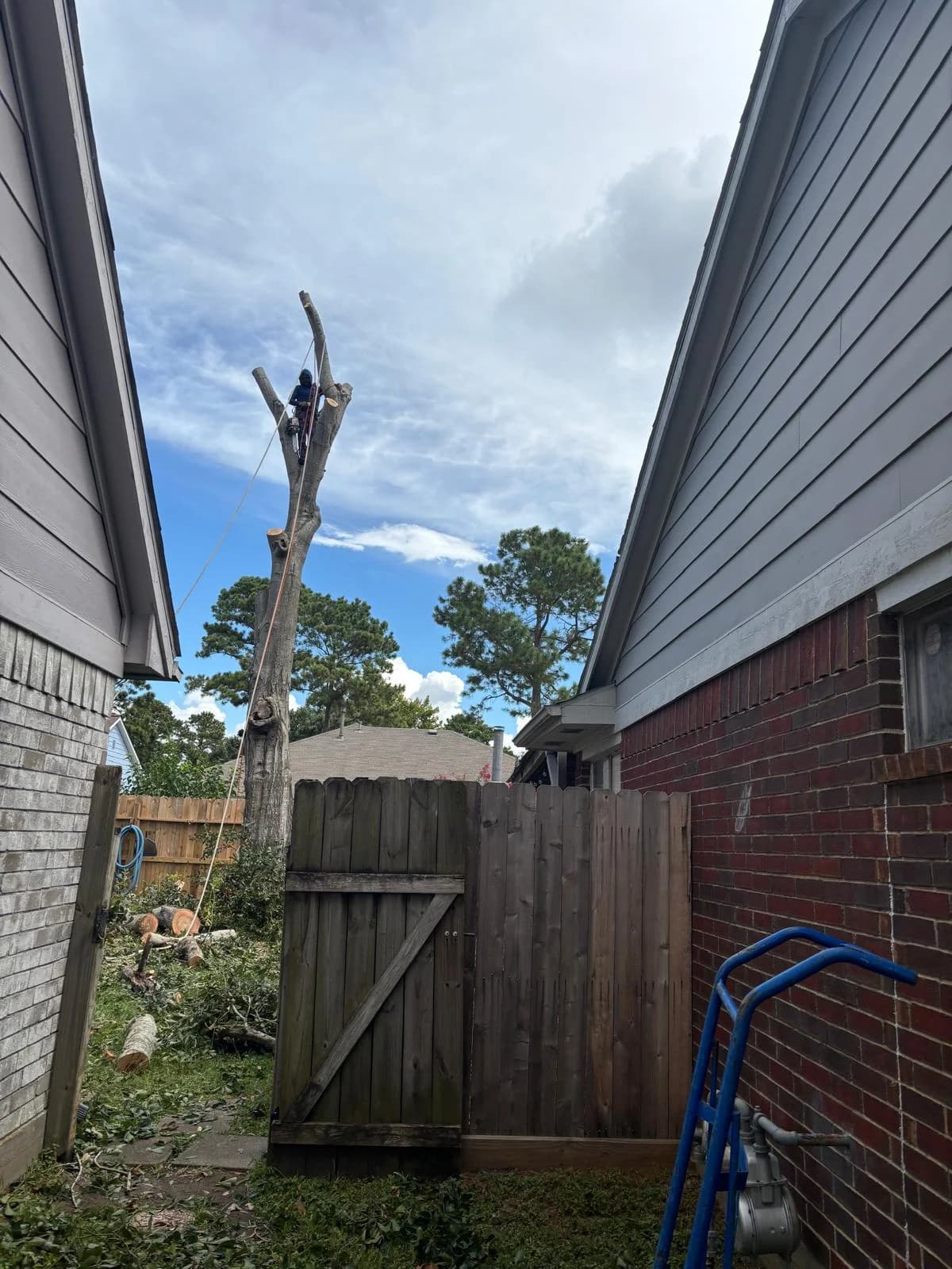 Tree removal step 3