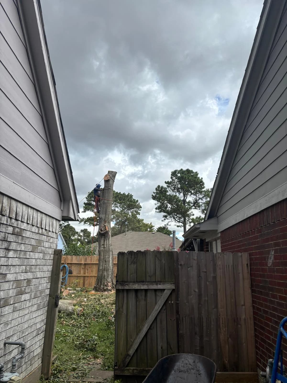 Tree removal step 4