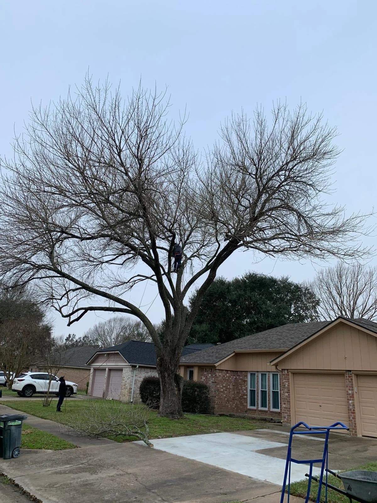 Professional tree removal in a Houston residential yard