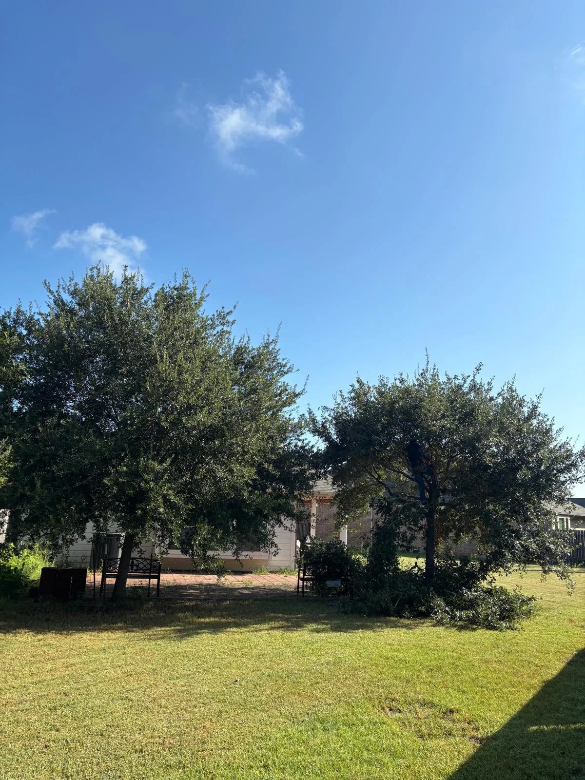 Arborist trimming tree branches in Houston